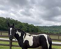 all-shots-filly