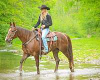 all-around-quarter-horse