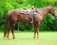 drill-team-quarter-horse
