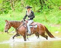 endurance-quarter-horse