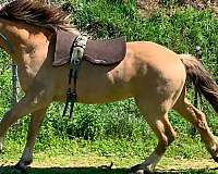 4-white-socks-large-blaze-pony