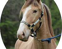 champagne-4-white-socks-large-blaze-pony