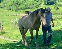 cream-draft-american-pony