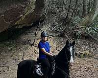 white-stripe-horse