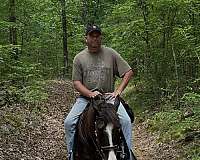 black-white-stripe-horse