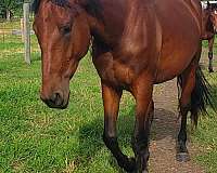 canadian-horse
