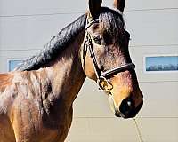 canadian-horse-for-sale