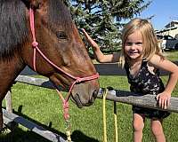 cross-percheron-horse