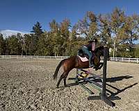 broodmare-canadian-horse