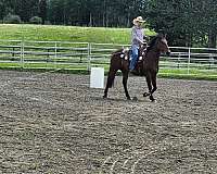 careful-canadian-horse