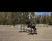 compact-canadian-horse