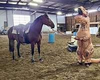 easy-canadian-horse