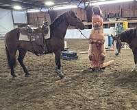excellent-canadian-horse