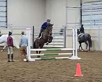 female-canadian-horse
