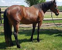 first-canadian-horse