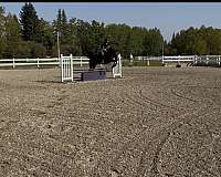 for-kids-canadian-horse