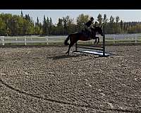 good-canadian-horse