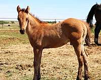 branded-colt