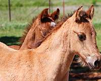 foundation-breeding-colt