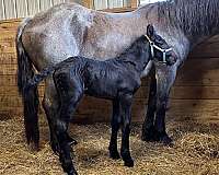 facebook-colt