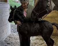 far-colt