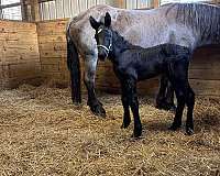 herd-colt