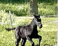 loading-colt
