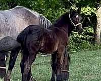 muscle-friesian-horse