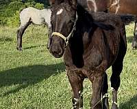 creek-colt