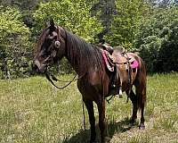 missouri-fox-trotter-mare