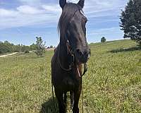 missouri-fox-trotter-horse-for-sale