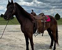 missouri-fox-trotter-horse