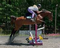 athletic-warmblood-horse