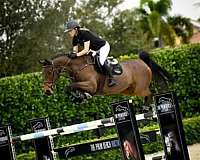 champion-warmblood-horse