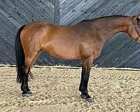 experienced-warmblood-horse