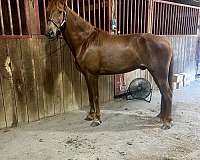 tennessee-walking-gelding