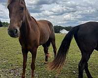 tennessee-walking-horse-for-sale