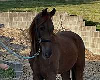 tennessee-walking-horse