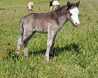 bald-face-blue-eyes-horse