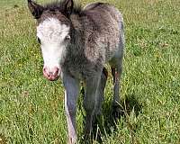 black-bald-face-blue-eyes-horse
