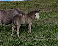 all-around-miniature-horse