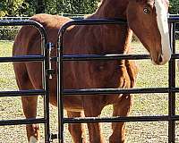 cutting-prospect-belgian-horse