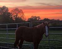 companion-driving-yearling