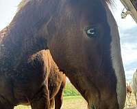 companion-driving-belgian-horse