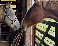 blue-eyed-belgian-horse