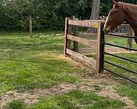 draft-belgian-horse