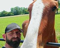 flashy-belgian-horse