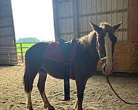 gaited-belgian-horse
