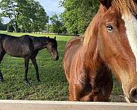 big-boned-belgian-horse