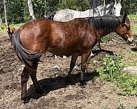 star-on-forehead-horse